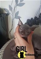 sphynx kitten posted by marioandrea120