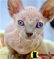 sphynx kitten posted by marioandrea120