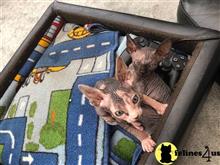 sphynx kitten posted by marioandrea120