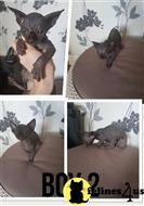 sphynx kitten posted by marioandrea120