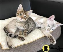 savannah kitten posted by samueljanko2