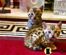 bengal kitten posted by pday4302