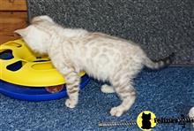 bengal kitten posted by pday4302
