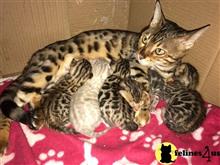 bengal kitten posted by pday4302