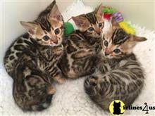 bengal kitten posted by pday4302
