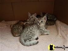 bengal kitten posted by pday4302