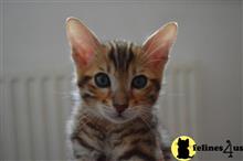 bengal kitten posted by pday4302