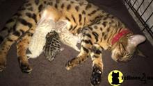 bengal kitten posted by pday4302