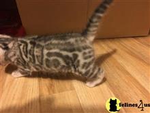 bengal kitten posted by pday4302