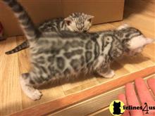 bengal kitten posted by pday4302