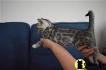 bengal kitten posted by pday4302