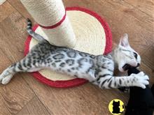 bengal kitten posted by pday4302