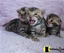 bengal kitten posted by pday4302