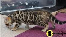 bengal kitten posted by pday4302