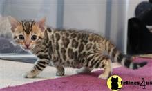 bengal kitten posted by pday4302