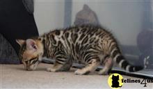 bengal kitten posted by pday4302