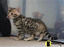 bengal kitten posted by pday4302