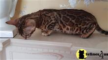 bengal kitten posted by pday4302