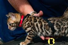 bengal kitten posted by pday4302