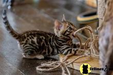 bengal kitten posted by pday4302