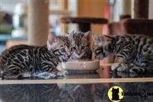 bengal kitten posted by pday4302