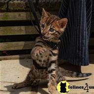 bengal kitten posted by pday4302