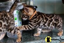 bengal kitten posted by pday4302