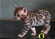 bengal kitten posted by pday4302