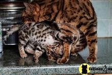bengal kitten posted by pday4302
