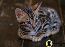 bengal kitten posted by pday4302