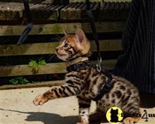 bengal kitten posted by pday4302