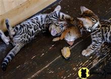 bengal kitten posted by pday4302