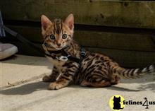 bengal kitten posted by pday4302