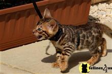 bengal kitten posted by pday4302