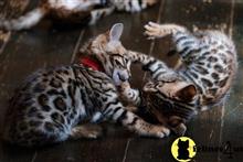 bengal kitten posted by pday4302
