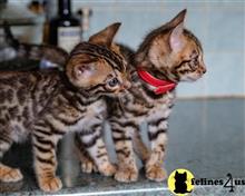 bengal kitten posted by pday4302