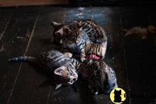bengal kitten posted by pday4302