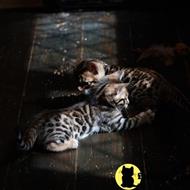 bengal kitten posted by pday4302