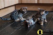 bengal kitten posted by pday4302