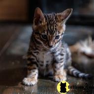 bengal kitten posted by pday4302