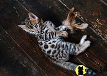 bengal kitten posted by pday4302