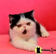 exotic shorthair kitten posted by pday4302