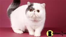 exotic shorthair kitten posted by pday4302