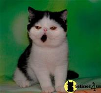 exotic shorthair kitten posted by pday4302
