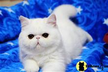 exotic shorthair kitten posted by pday4302