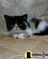 exotic shorthair kitten posted by pday4302
