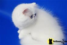 exotic shorthair kitten posted by pday4302