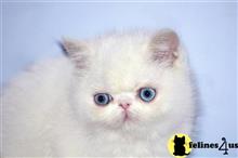 exotic shorthair kitten posted by pday4302