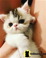 exotic shorthair kitten posted by pday4302