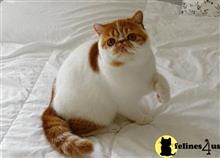 exotic shorthair kitten posted by pday4302